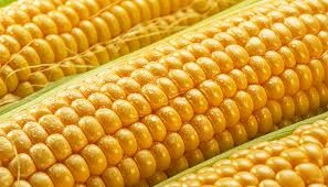 MAIZE TAMILNADU